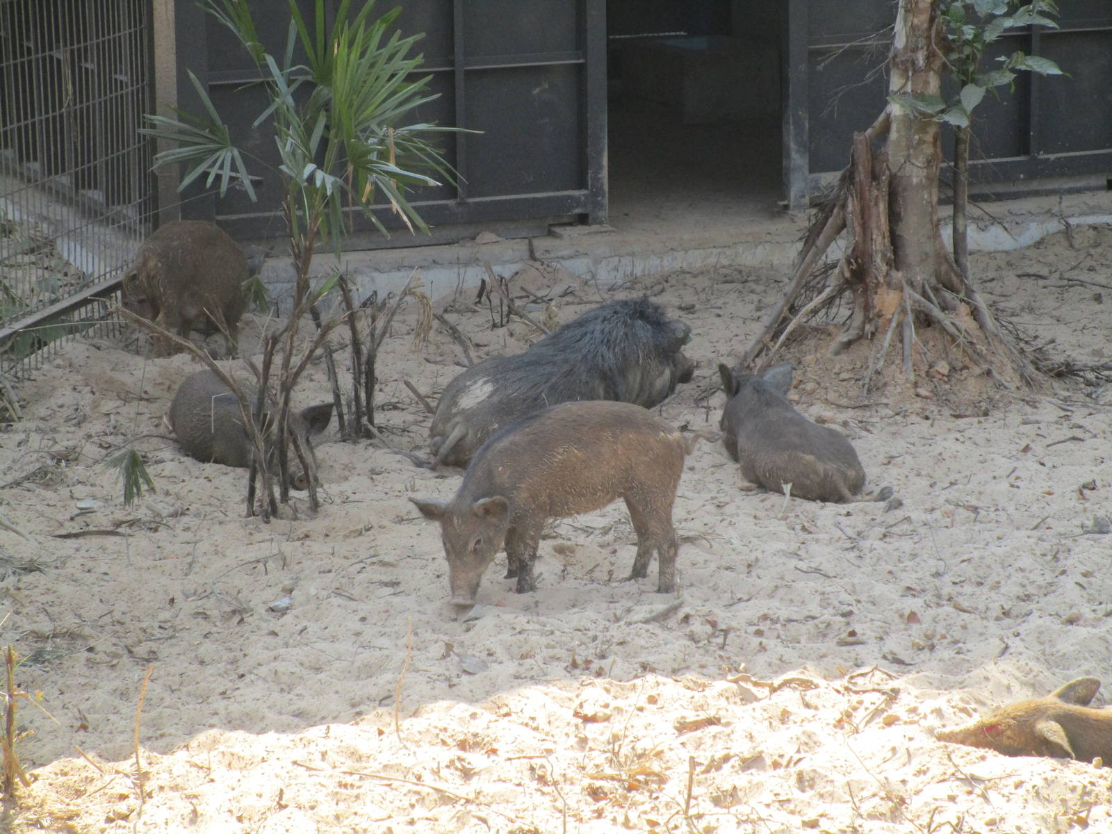 Vinpearl Safari - Wild Boarlets