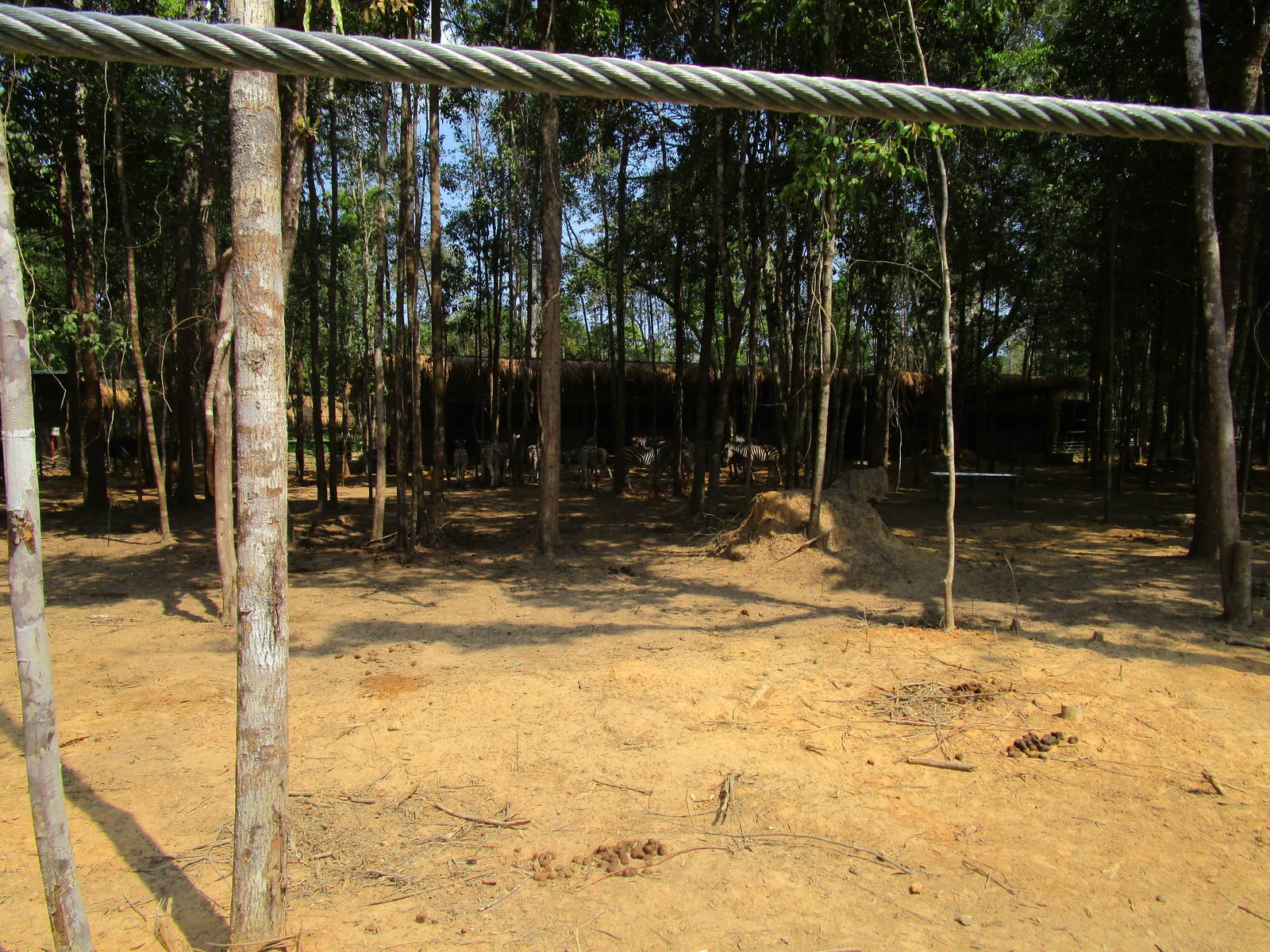 Vinpearl Safari - Zebra and Ostrich Enclosure