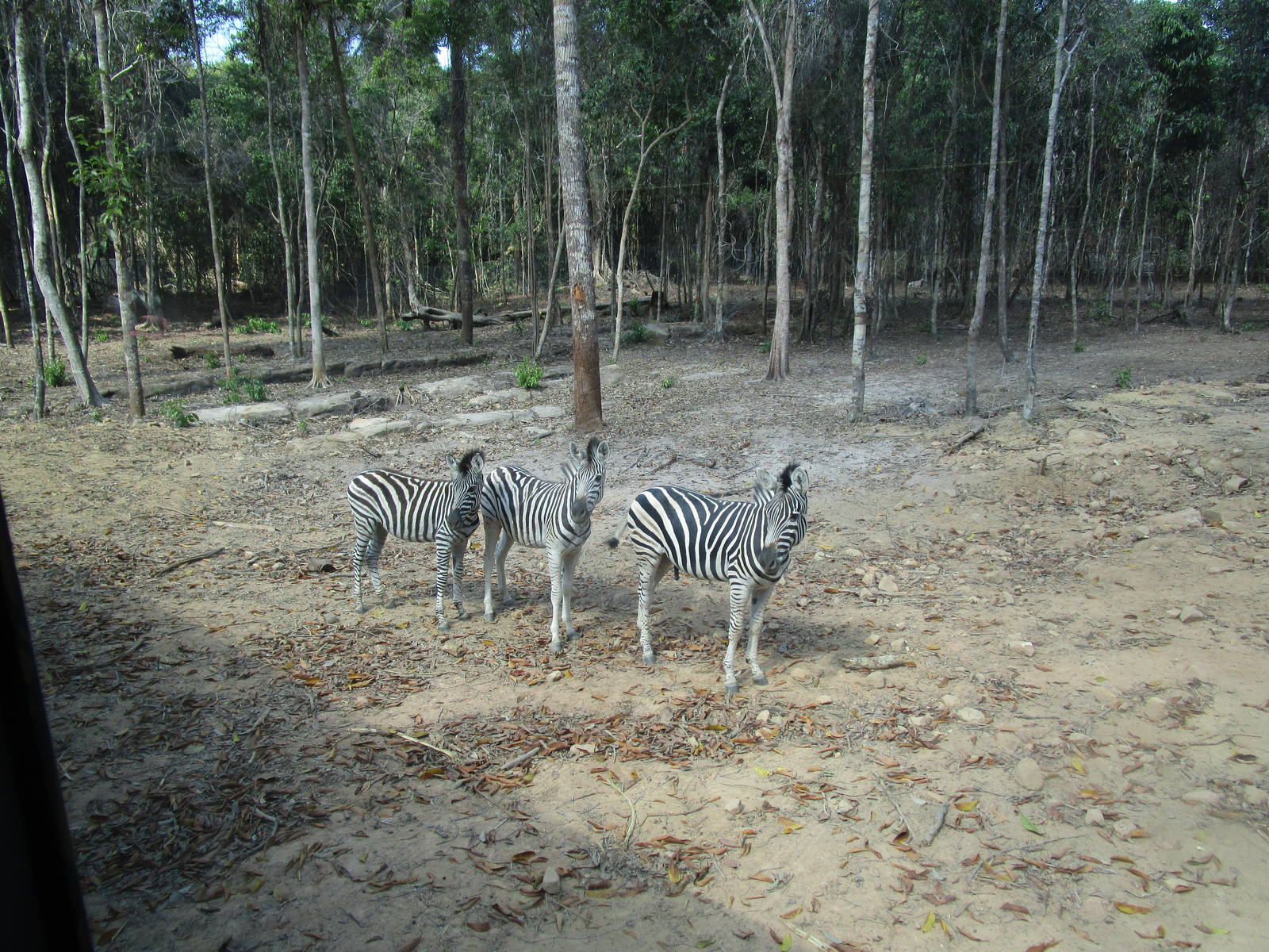 Vinpearl Safari - Zebra