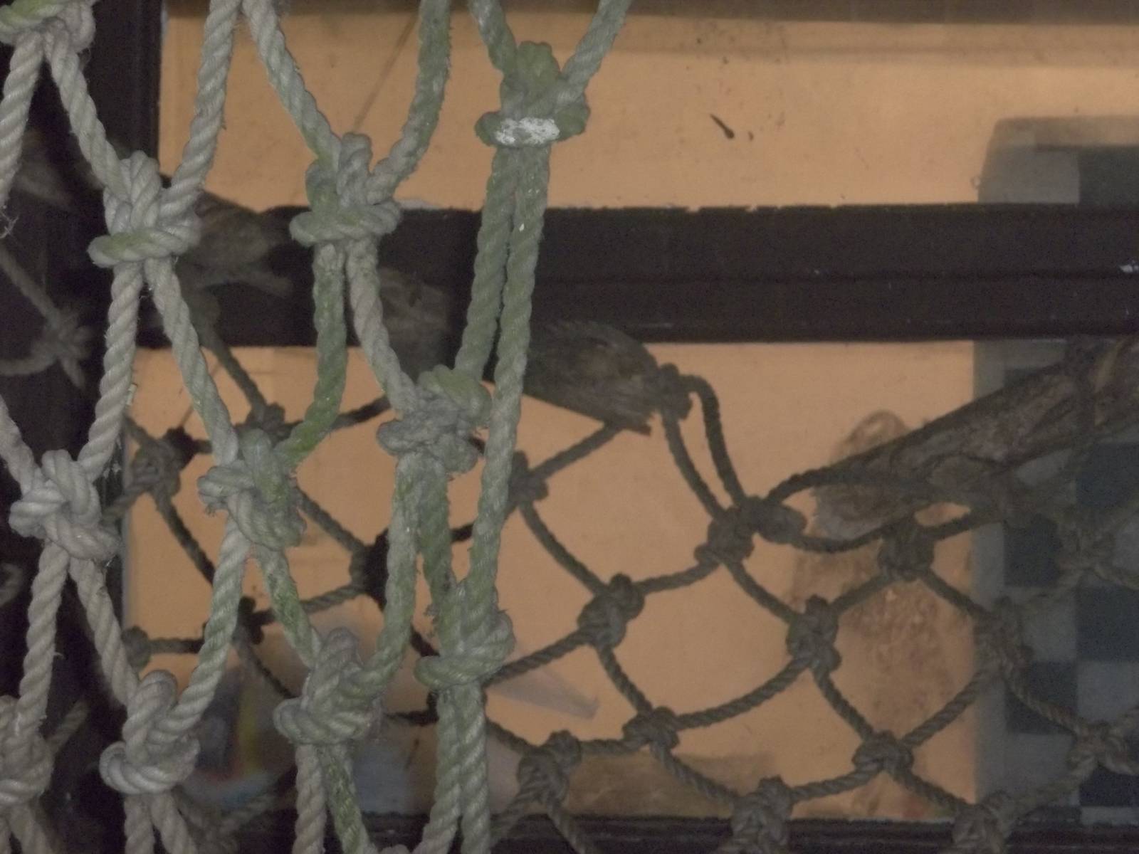 Vintage hammock broken by Lemurs, 31st October 2014