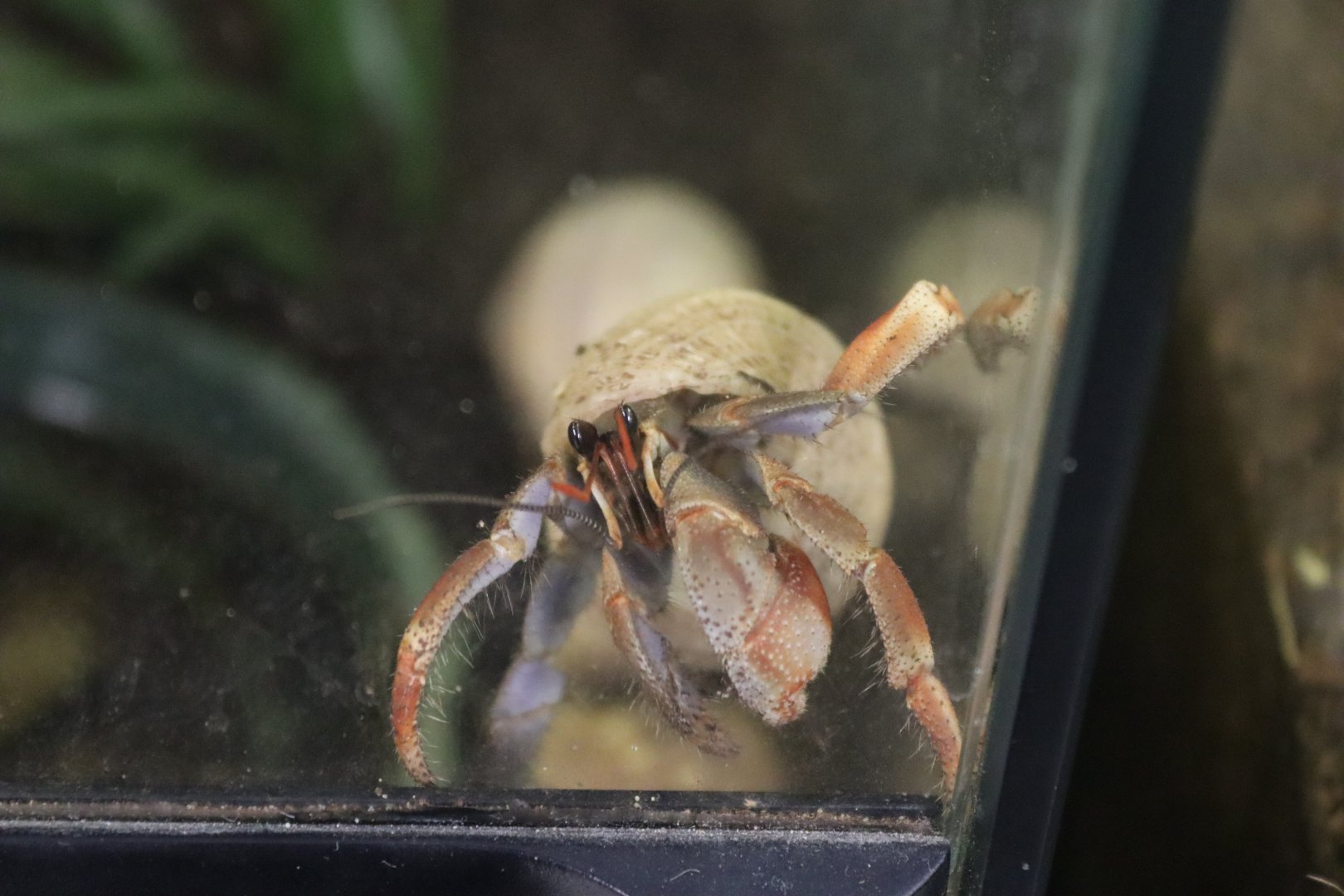 Viola land hermit crab (Coenobita violascens) BugParc, 08/2024