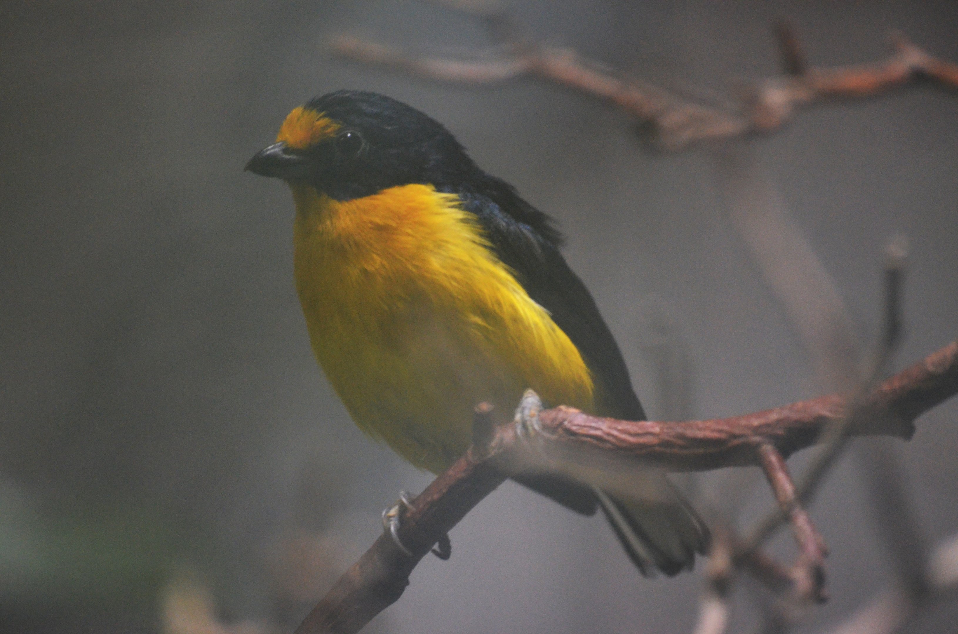 Violaceous Euphonia at Voliere Zurich (Mythenquai), 13/09/16