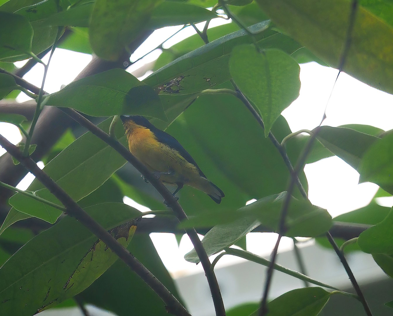 Violaceous Euphonia (Euphonia violacea), 2023-10-07