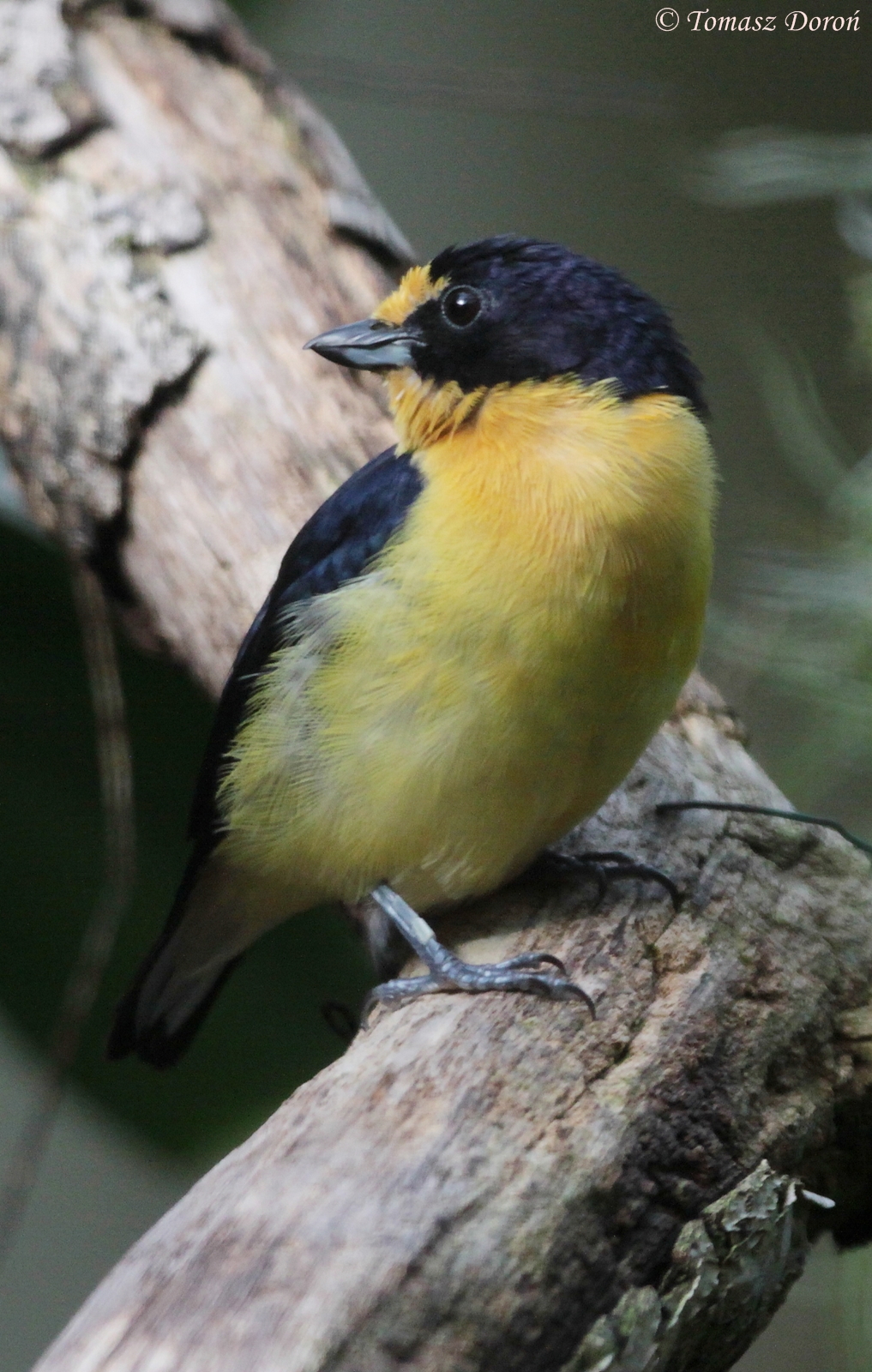 Violaceous Euphonia (Euphonia violacea), October 2014