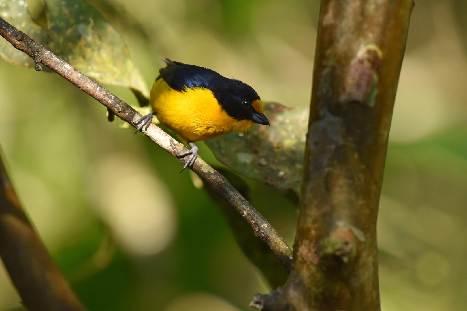 Violaceous Euphonia (Euphonia violacea)