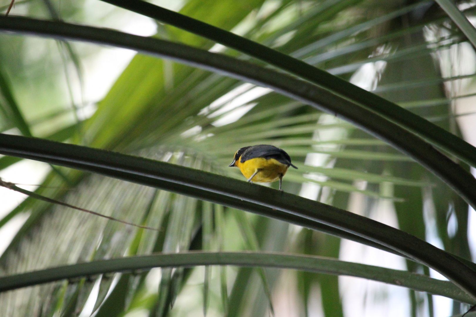 Violaceous euphonia (Euphonia violacea)