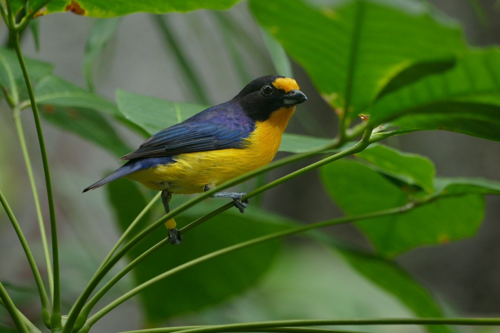 Violaceous Euphonia (Euphonia violacea)