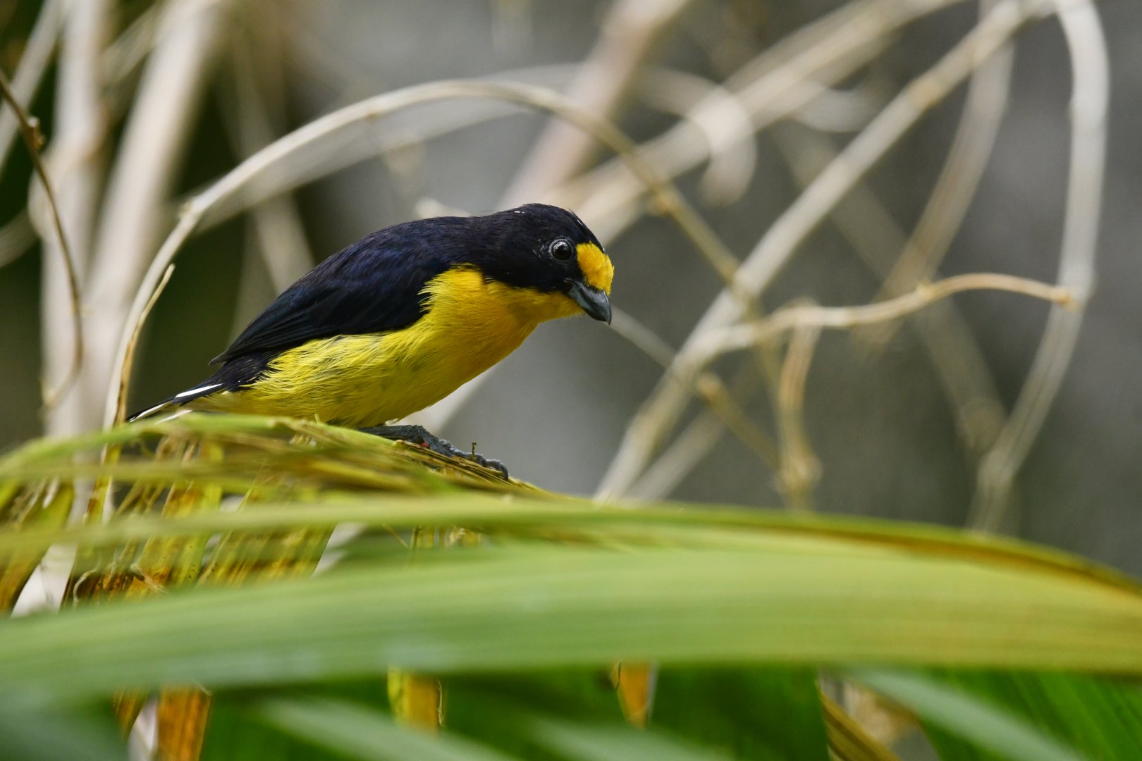 Violaceous euphonia Euphonia violacea