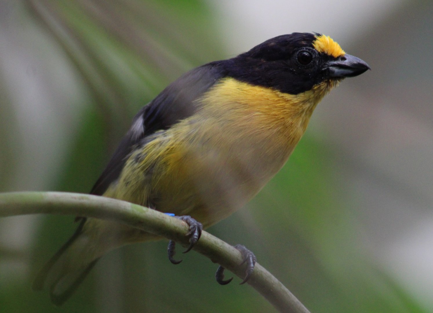 Violaceous euphonia - male
