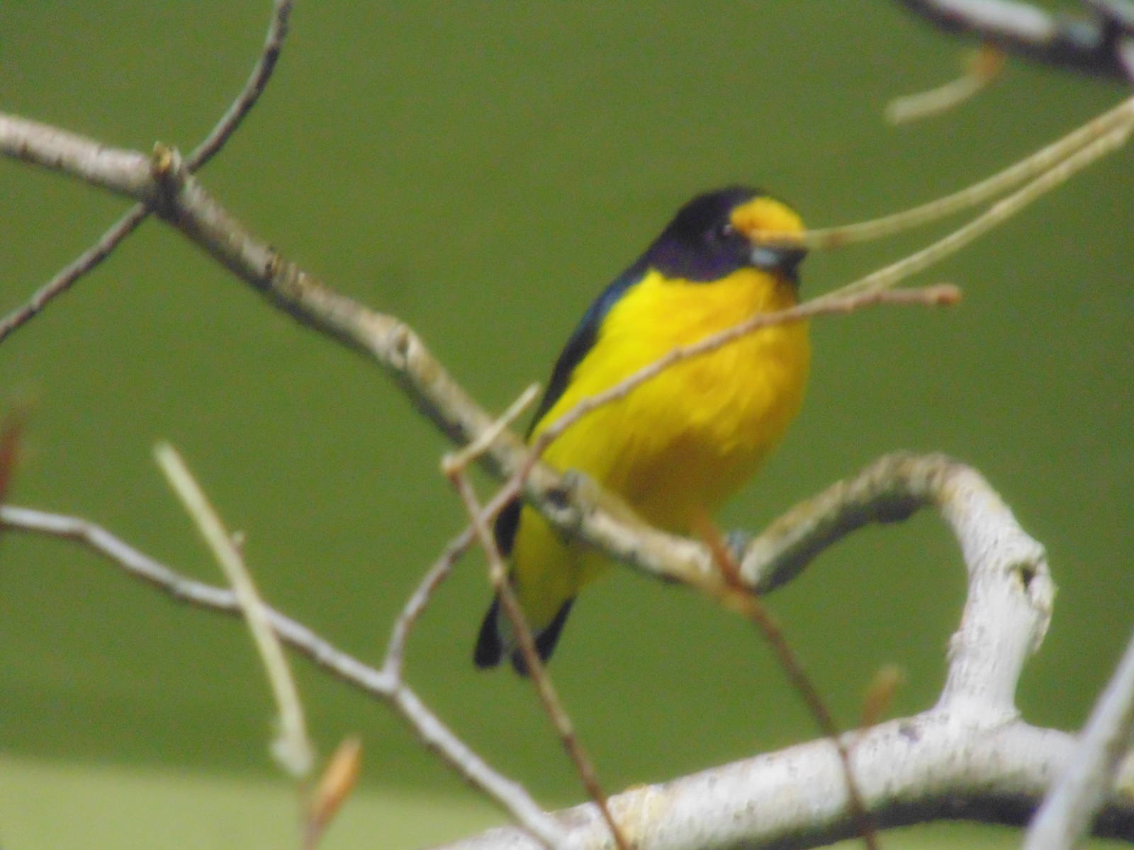 Violaceous Euphonia