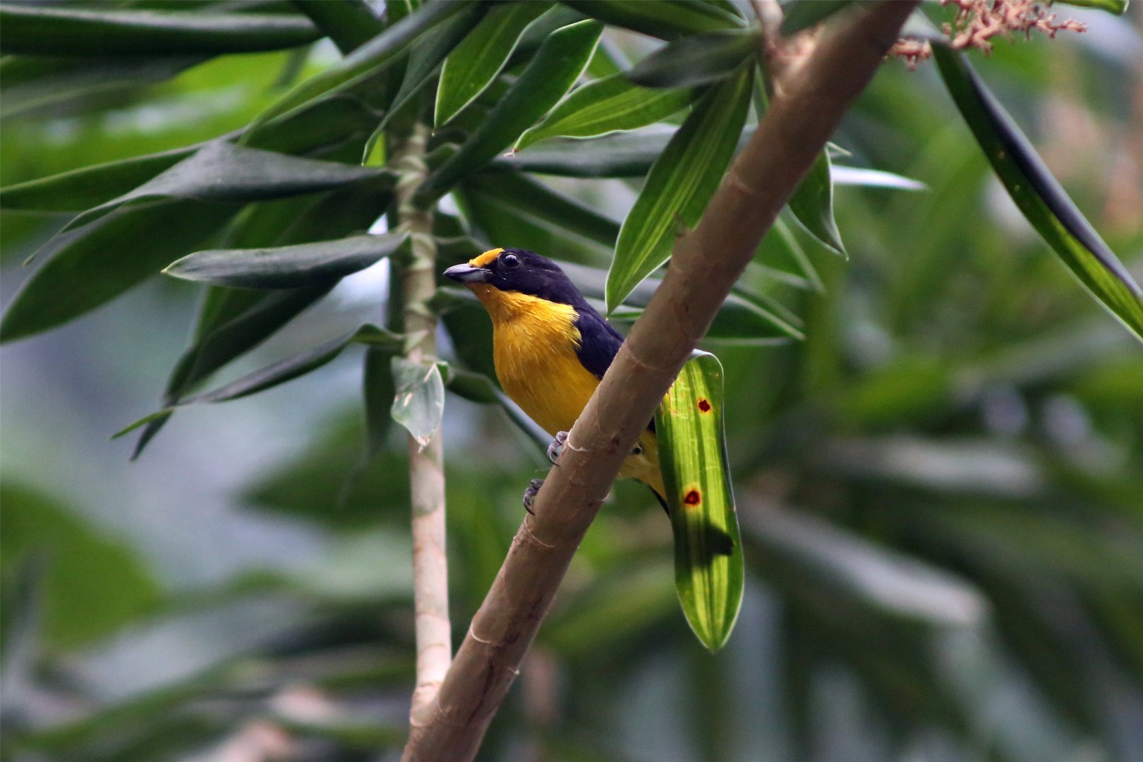 Violaceous euphonia