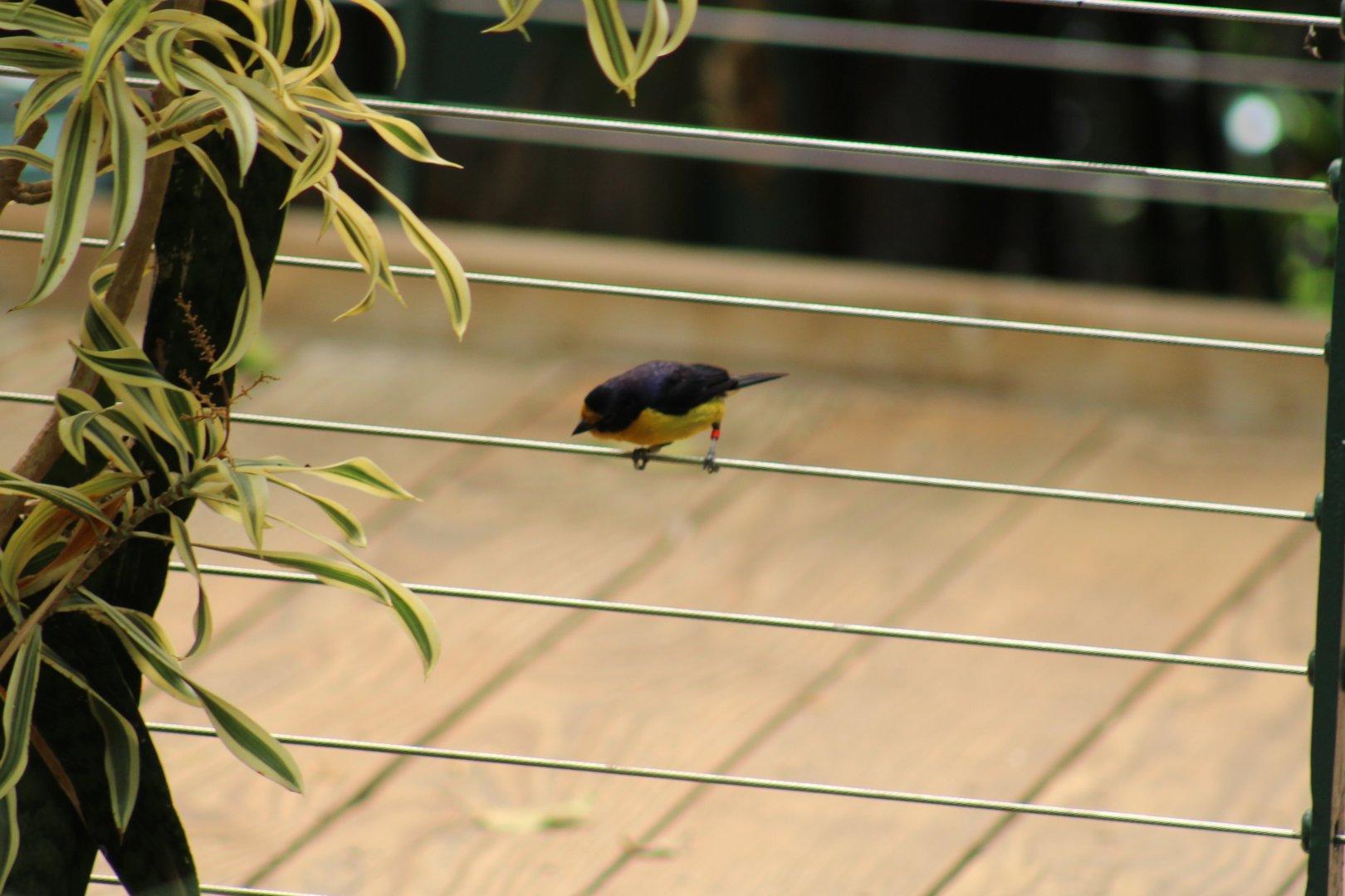 Violaceous Euphonia