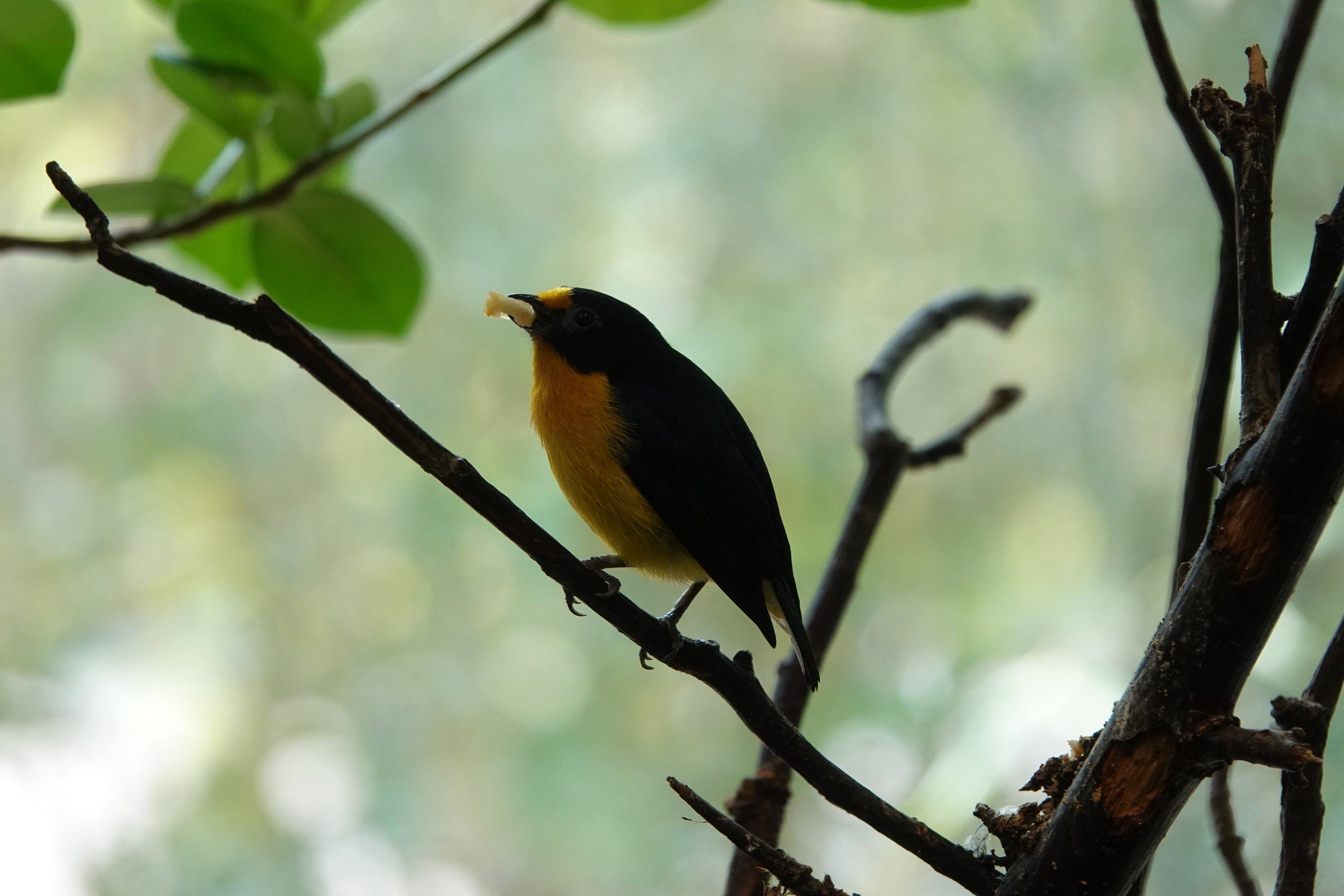 Violaceous euphonia