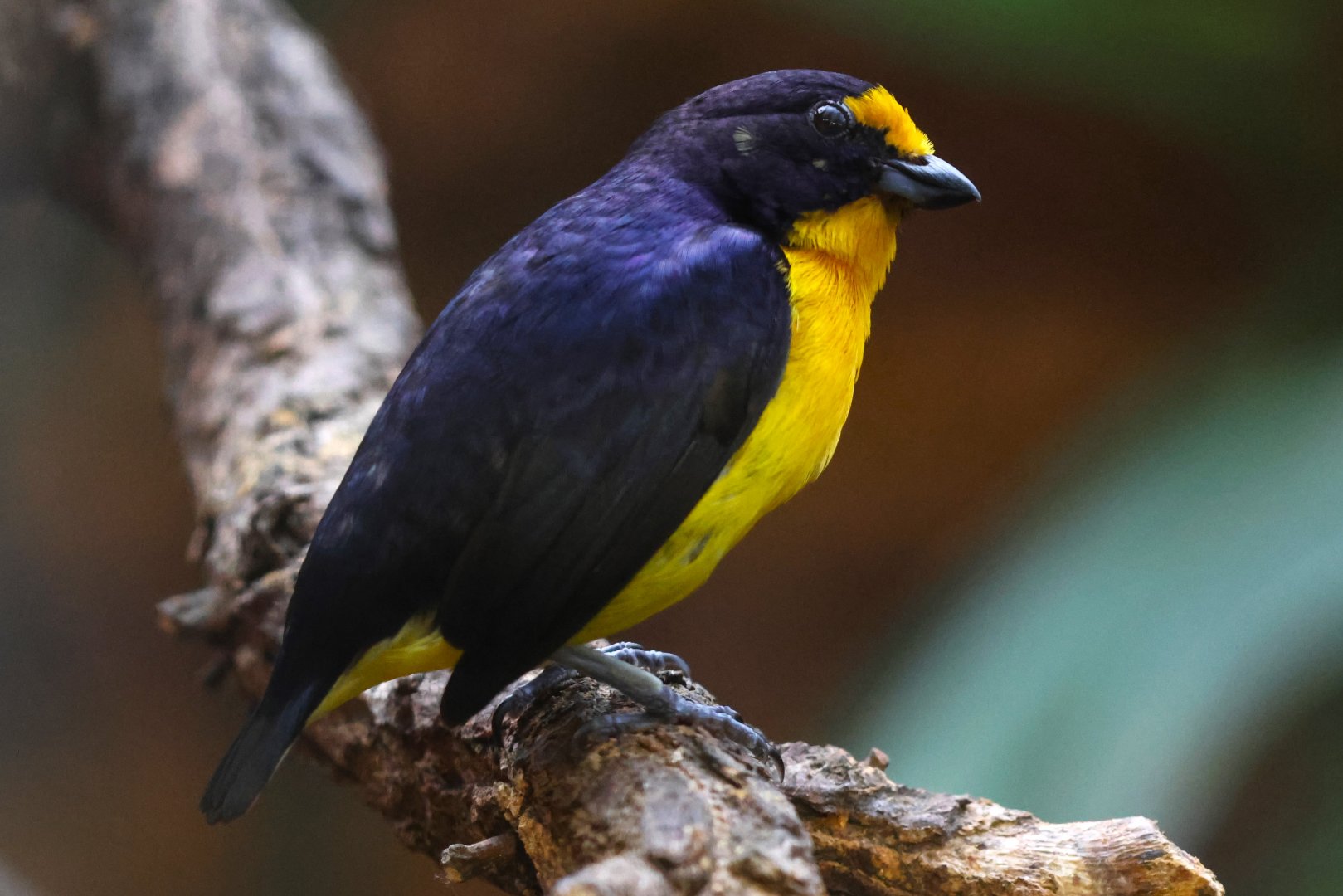 Violaceous euphonia