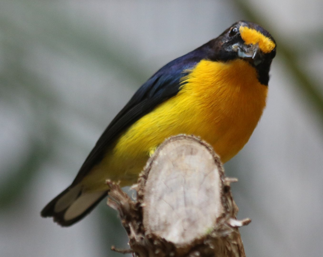 Violaceous Euphonia