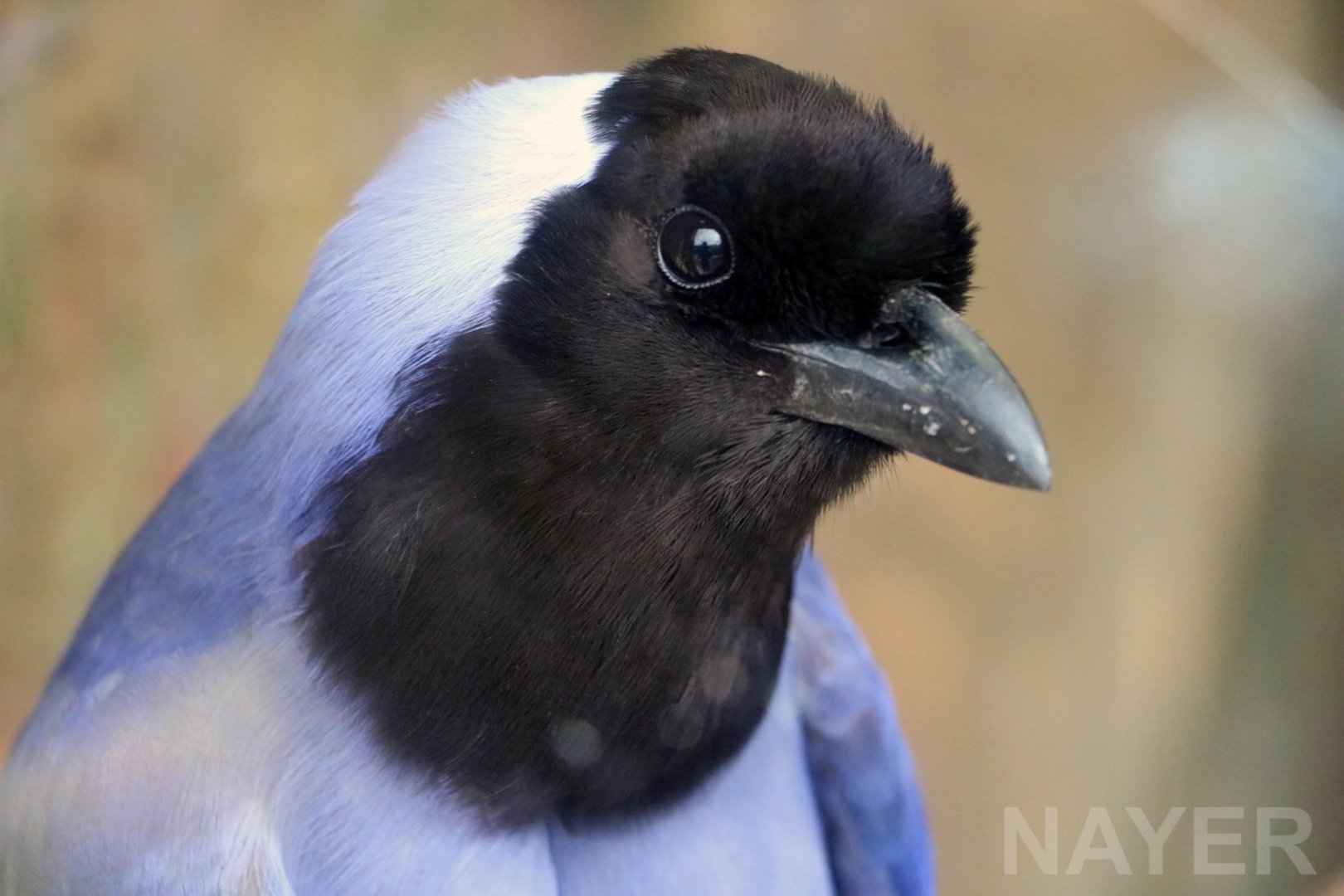 Violaceous Jay, 2016