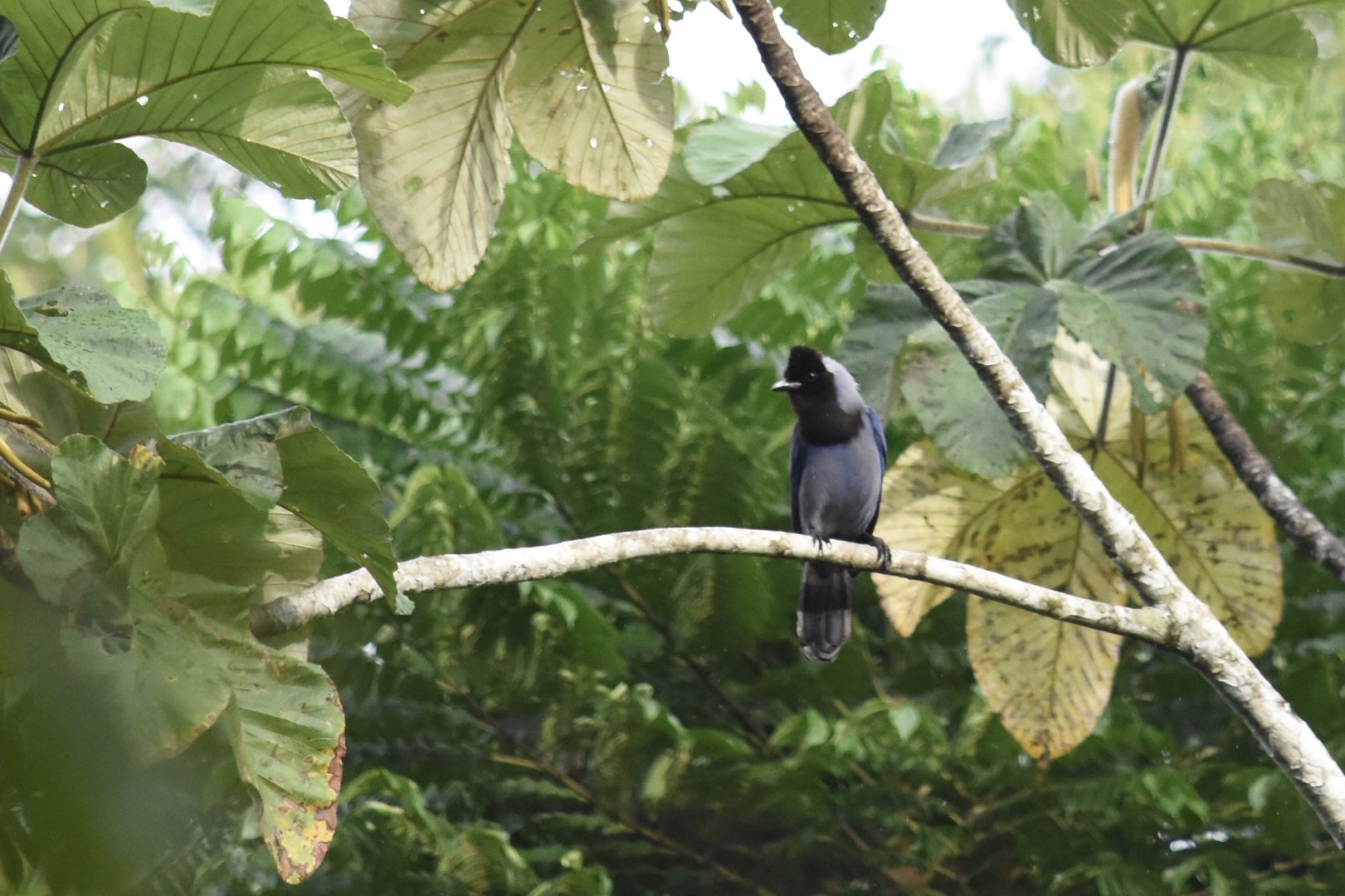 Violaceous jay (Cyanocorax violaceus)