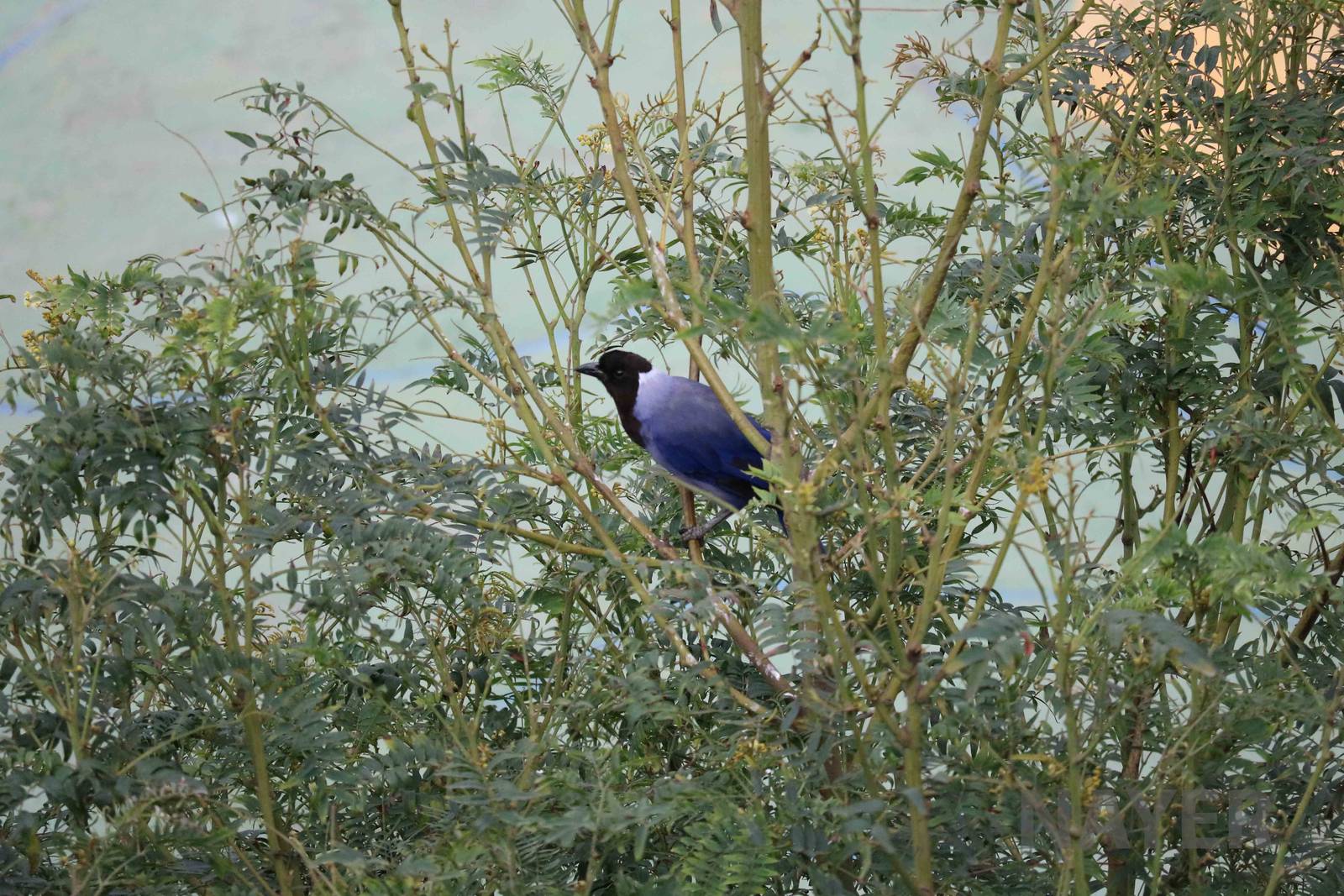 Violaceous jay, March 2016