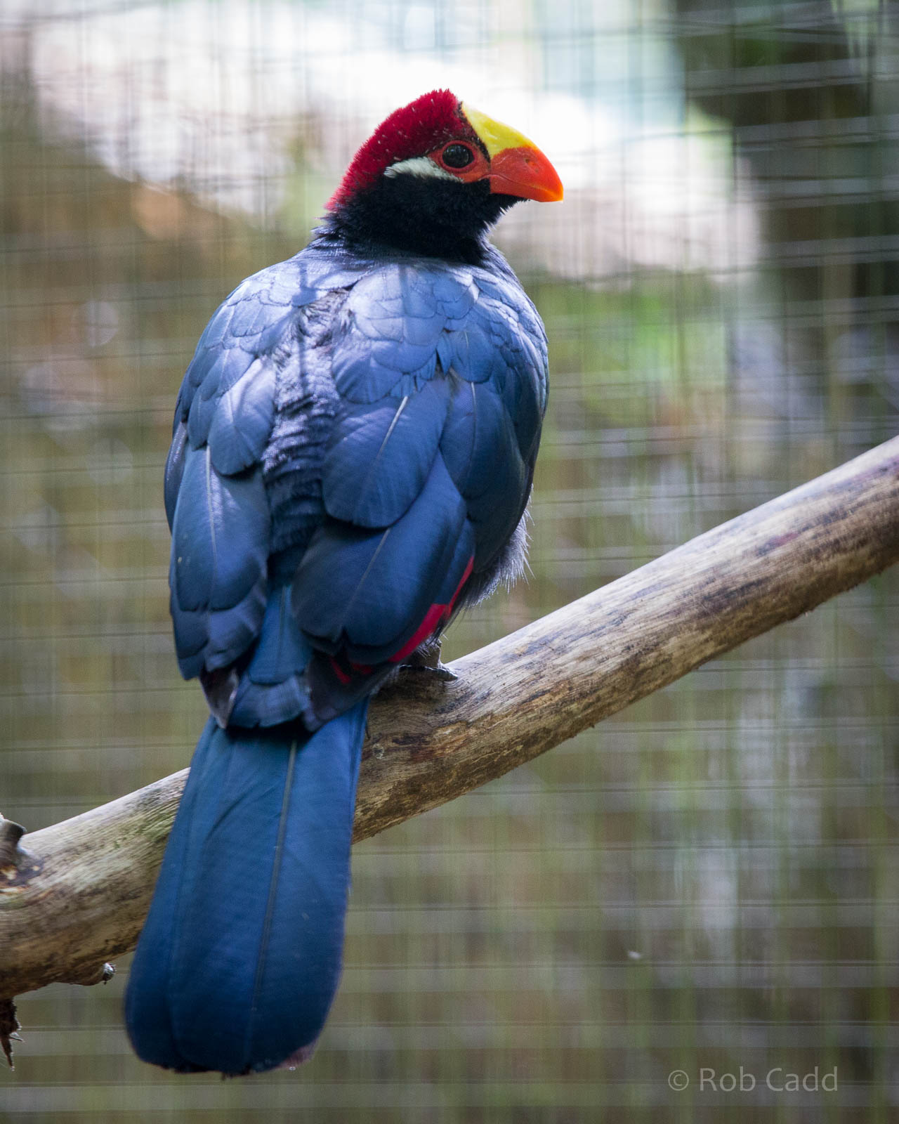 Violaceous touraco : Cotswold WP : 27 Jun 2014