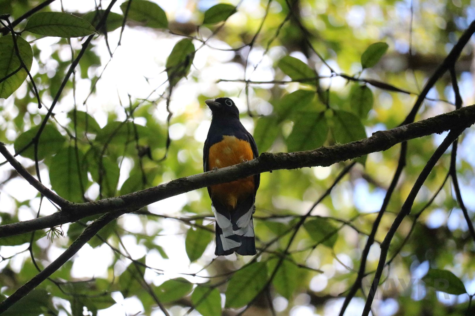 Violaceous trogon, Peruvian Amazon, May 2016