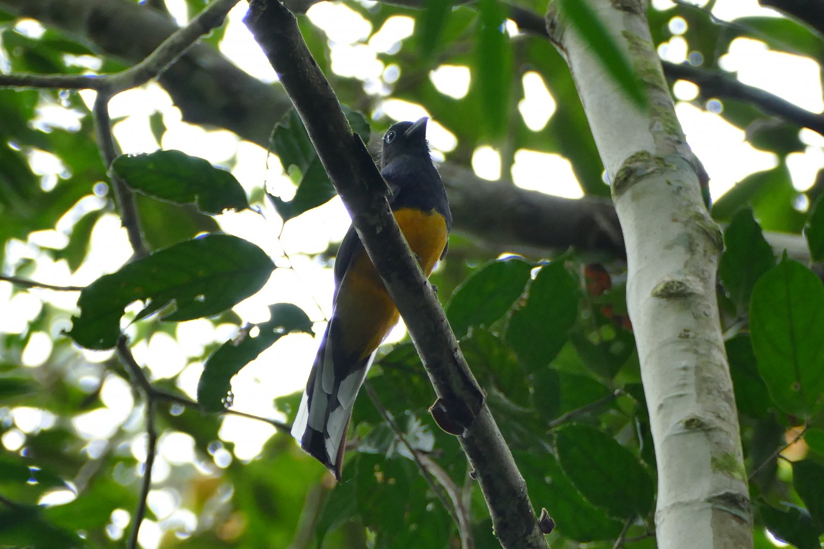 Violaceous Trogon