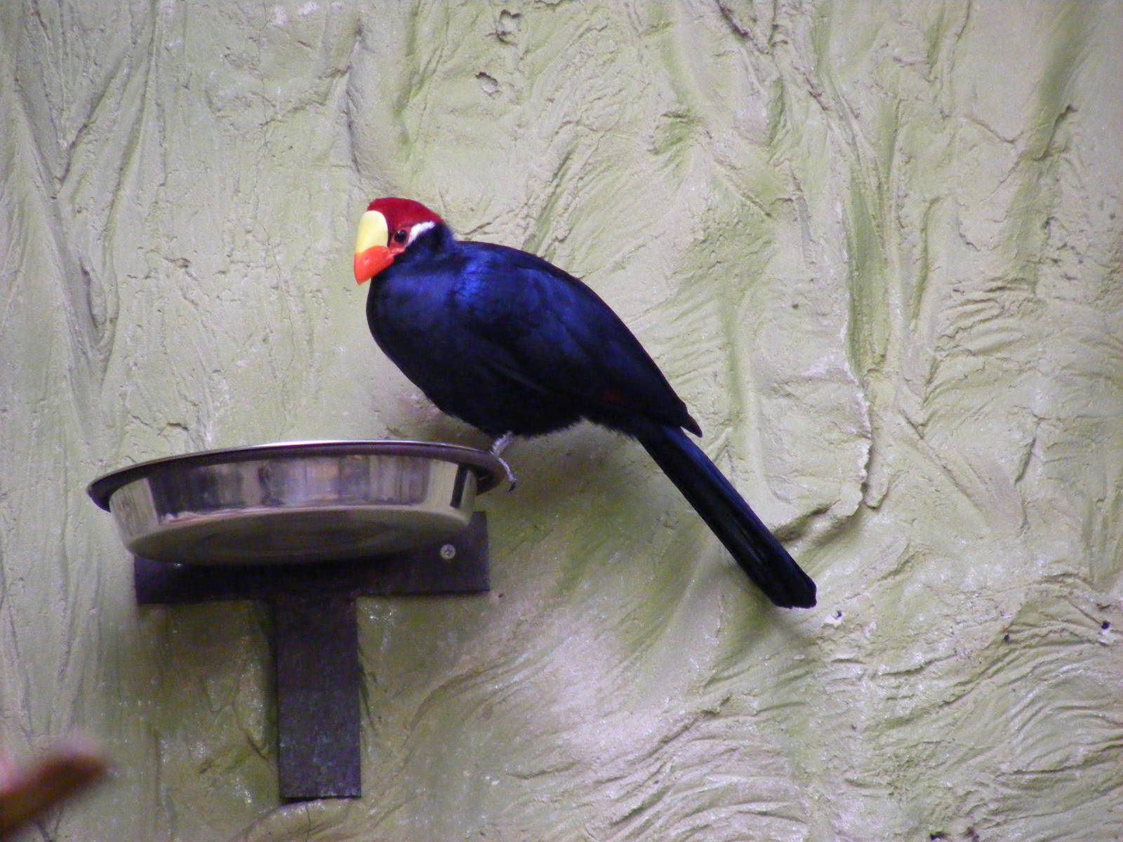 Violaceous turaco at Drusillas Park, 20 March 2011