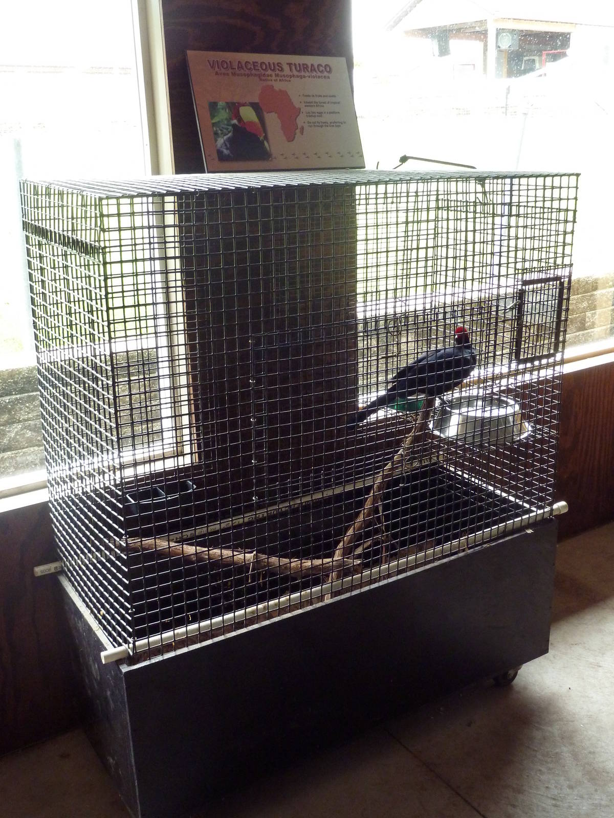 Violaceous Turaco Cage