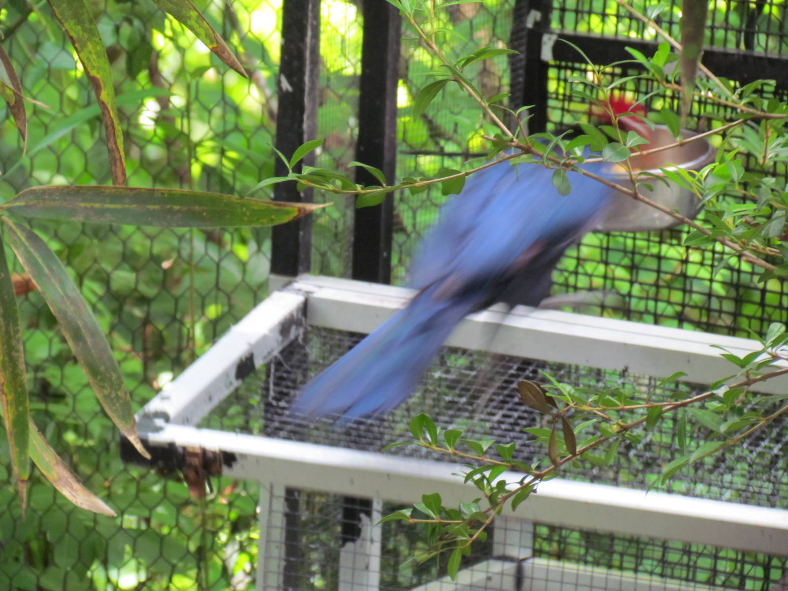 Violaceous Turaco Entering Cage for Food