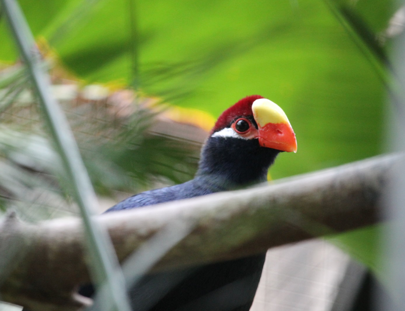Violaceous Turaco (Musophaga violacea)