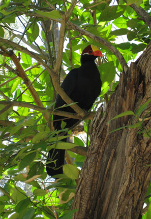 violaceous turaco