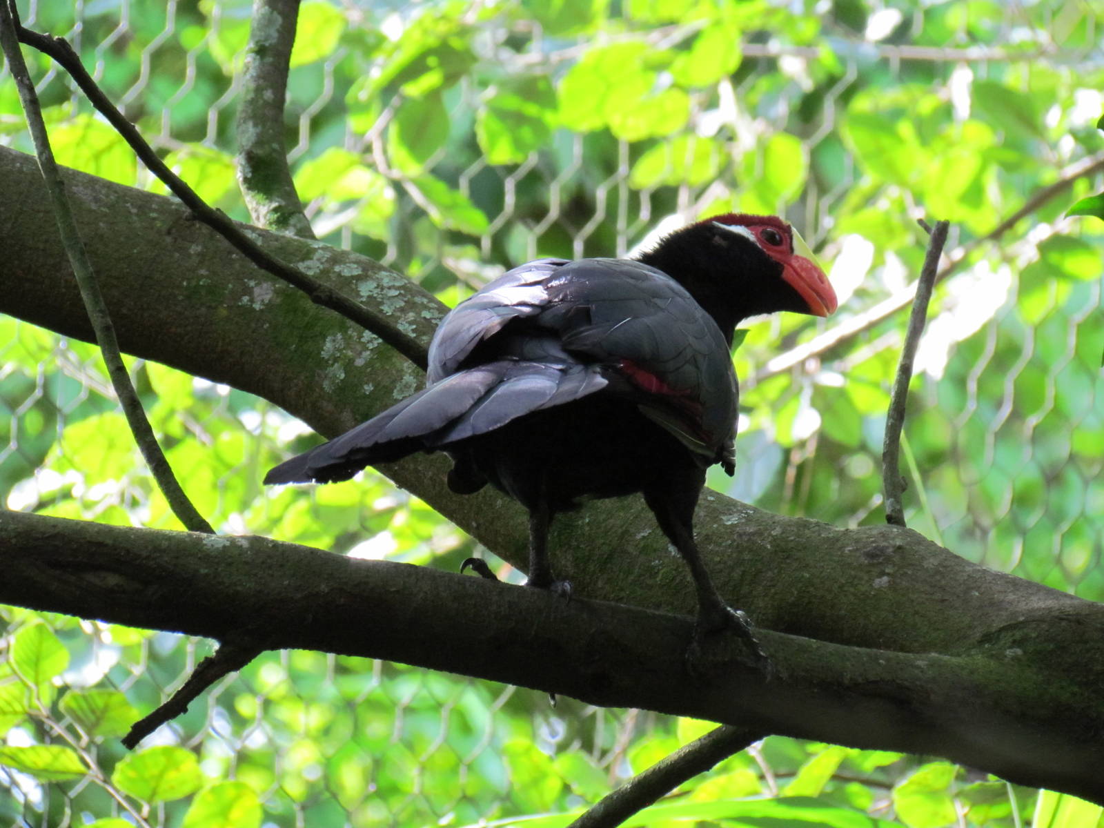 Violaceous Turaco