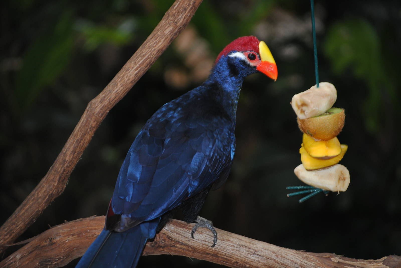 Violaceous Turaco