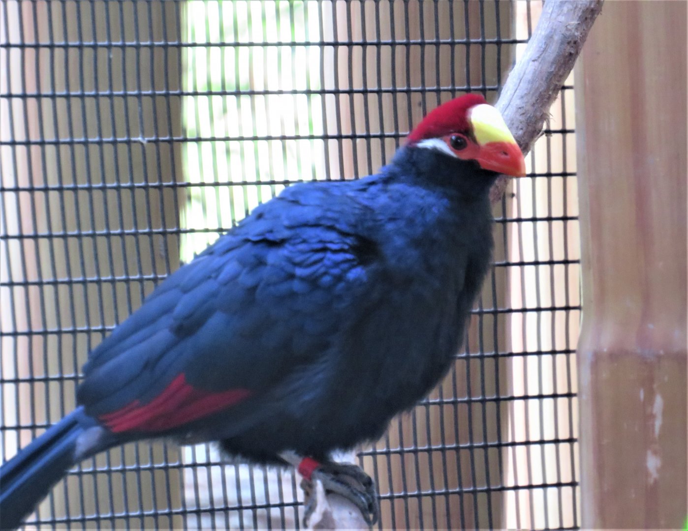 Violaceous turaco