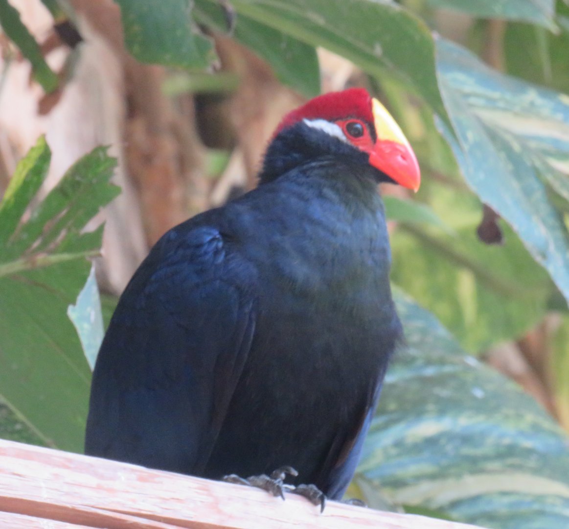 Violaceous turaco
