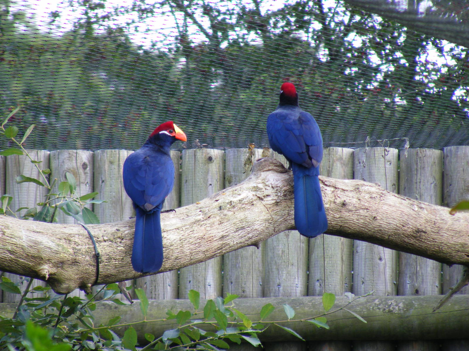 Violaceous turacoes at Marwell Wildlife on 3rd September 2011