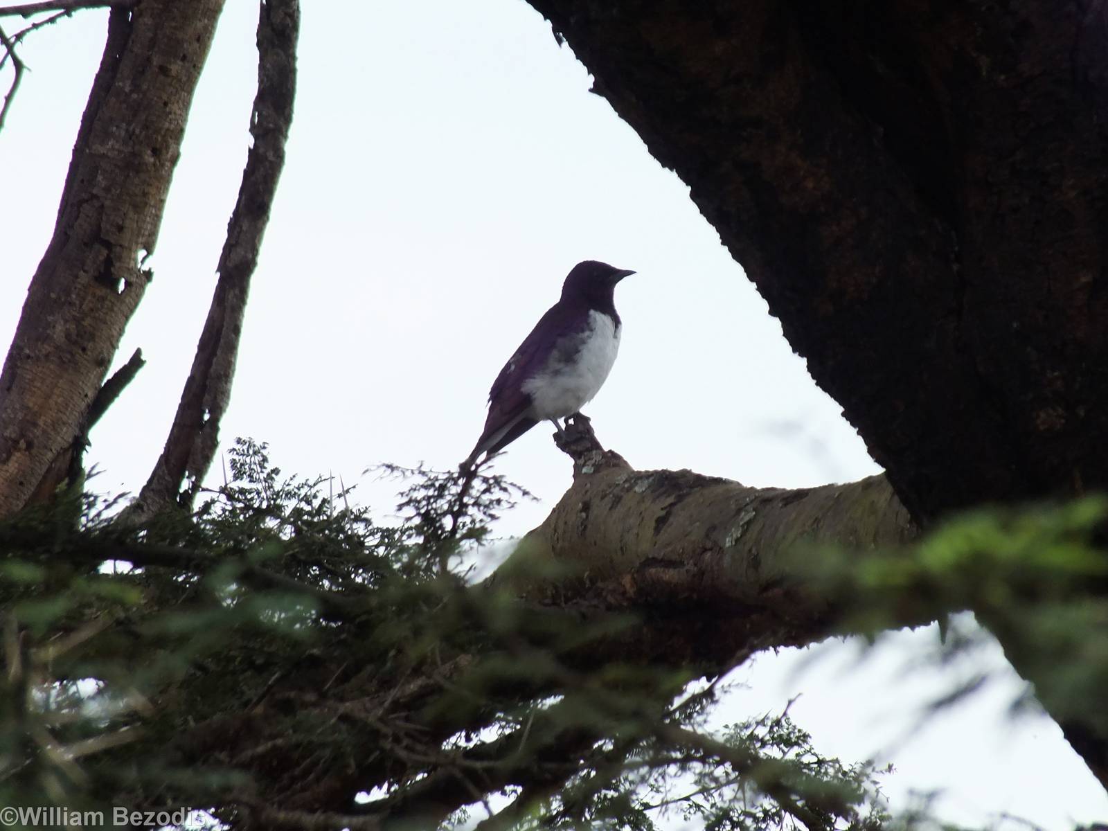 Violet-backed (Amethyst) Starling- Maasai Mara