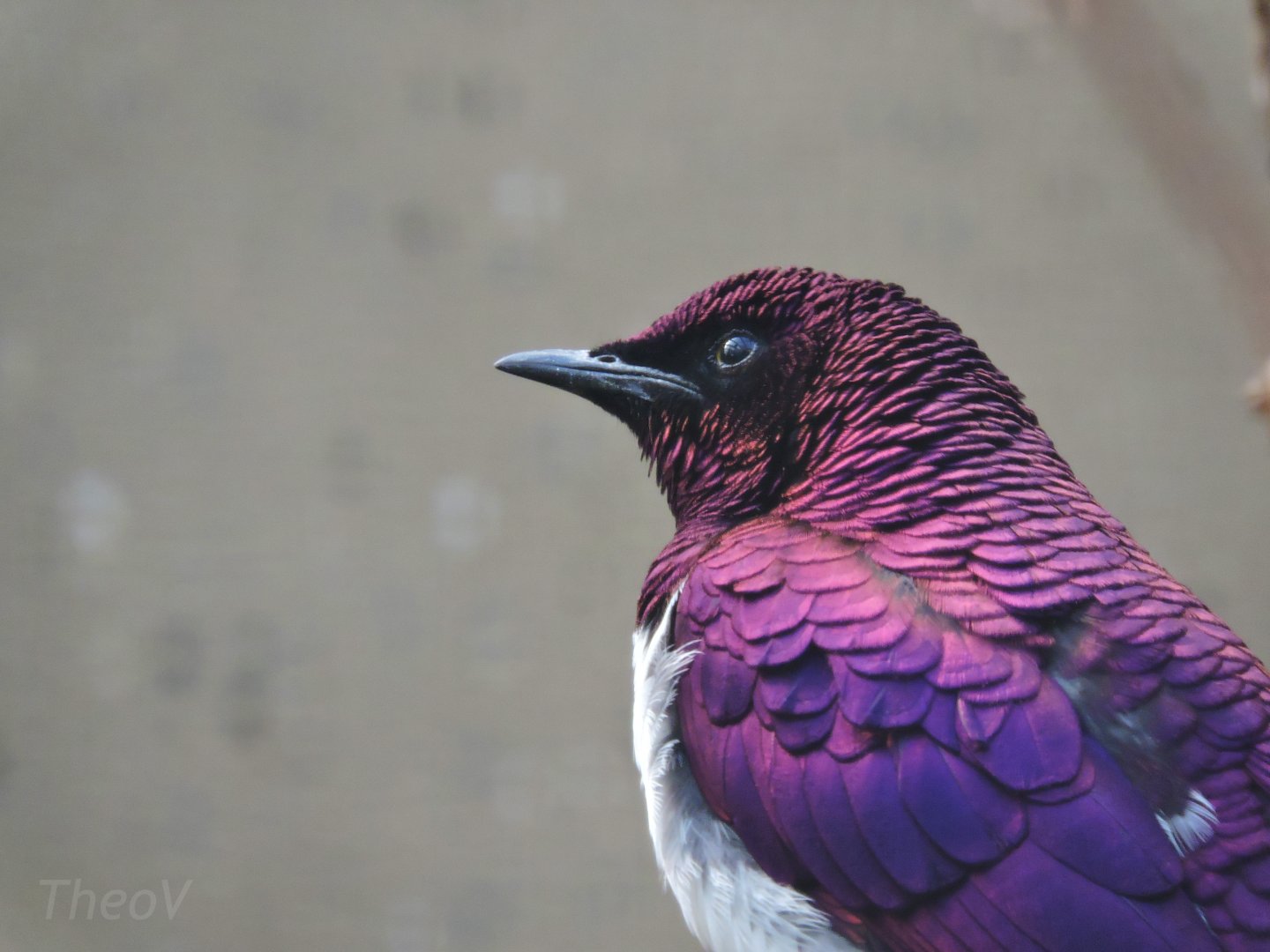 Violet-backed starling [2017]