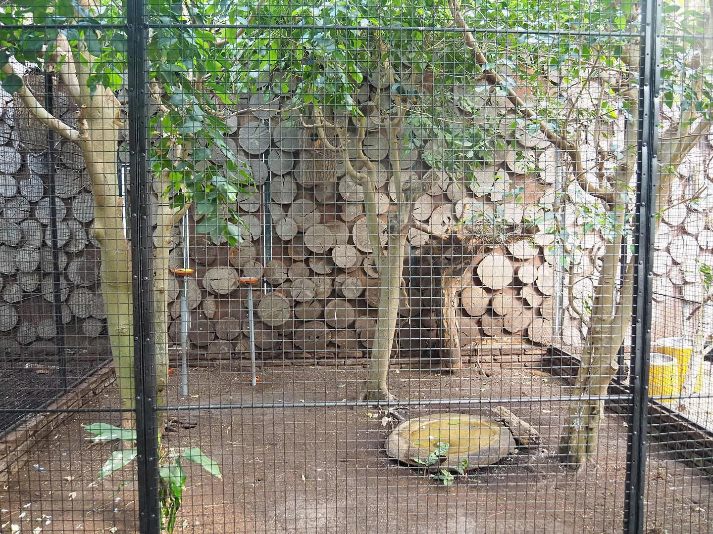 Violet-backed starling, Cinnamon ground dove and Bruce's green pigeon aviary, 2022-08-28