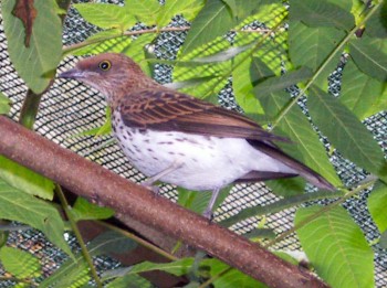 Violet-backed Starling (Cinnyricinclus leucogaster)