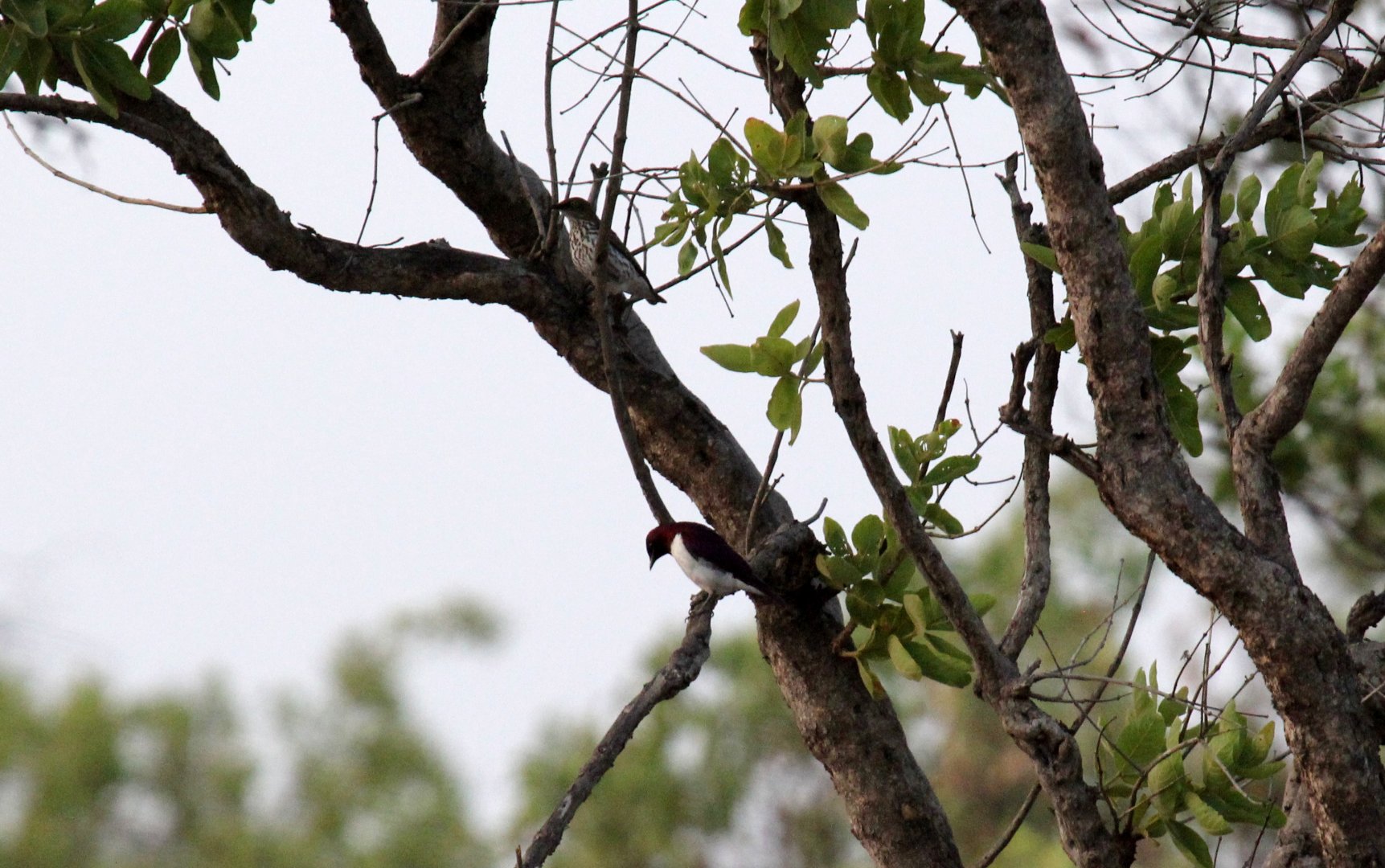 Violet-backed Starling (Cinnyricinclus leucogaster)