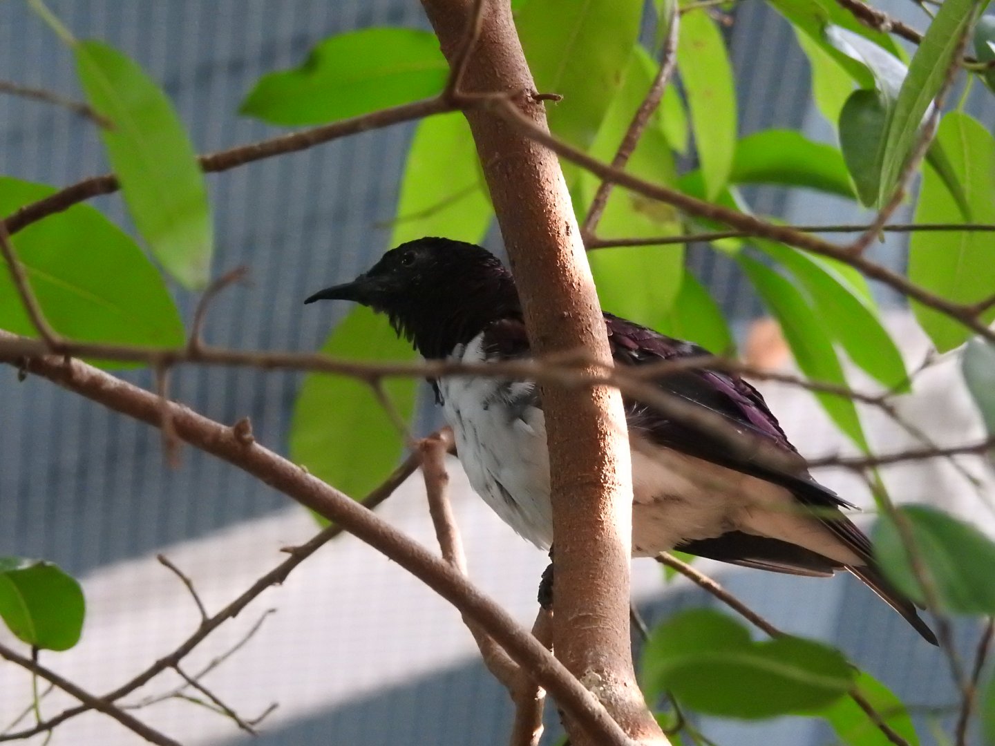 Violet-Backed Starling (Cinnyricinclus leucogaster)