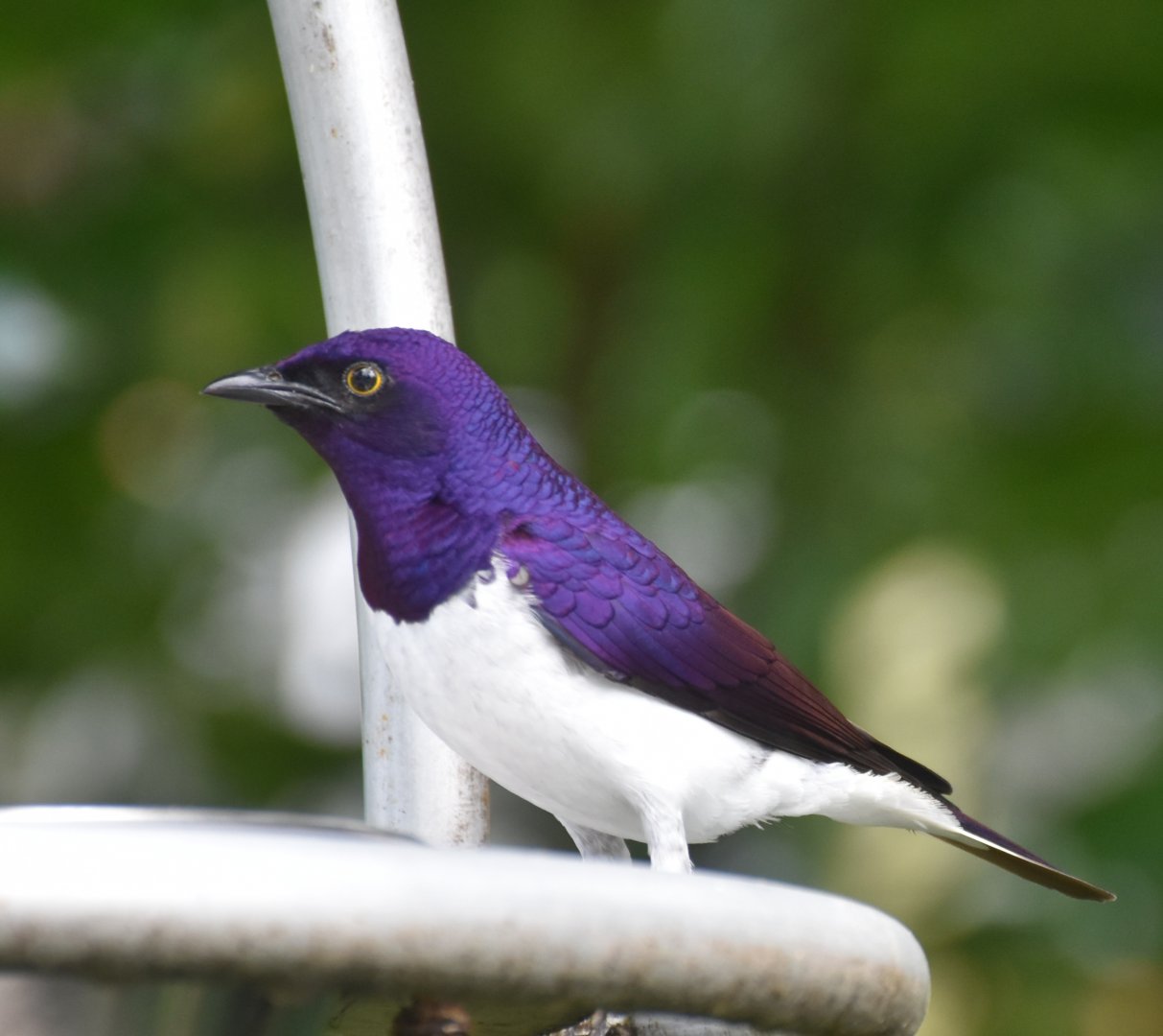 Violet-backed Starling (Cinnyricinclus leucogaster)