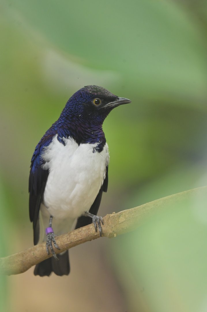 Violet-backed Starling Cinnyricinclus leucogaster