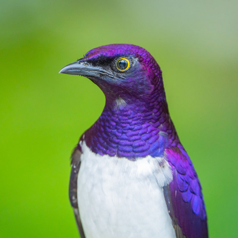 Violet-backed Starling (Cinnyricinclus Leucogaster)