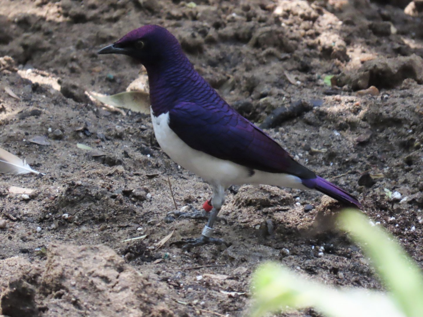 Violet-backed Starling (Cinnyricinclus leucogaster)
