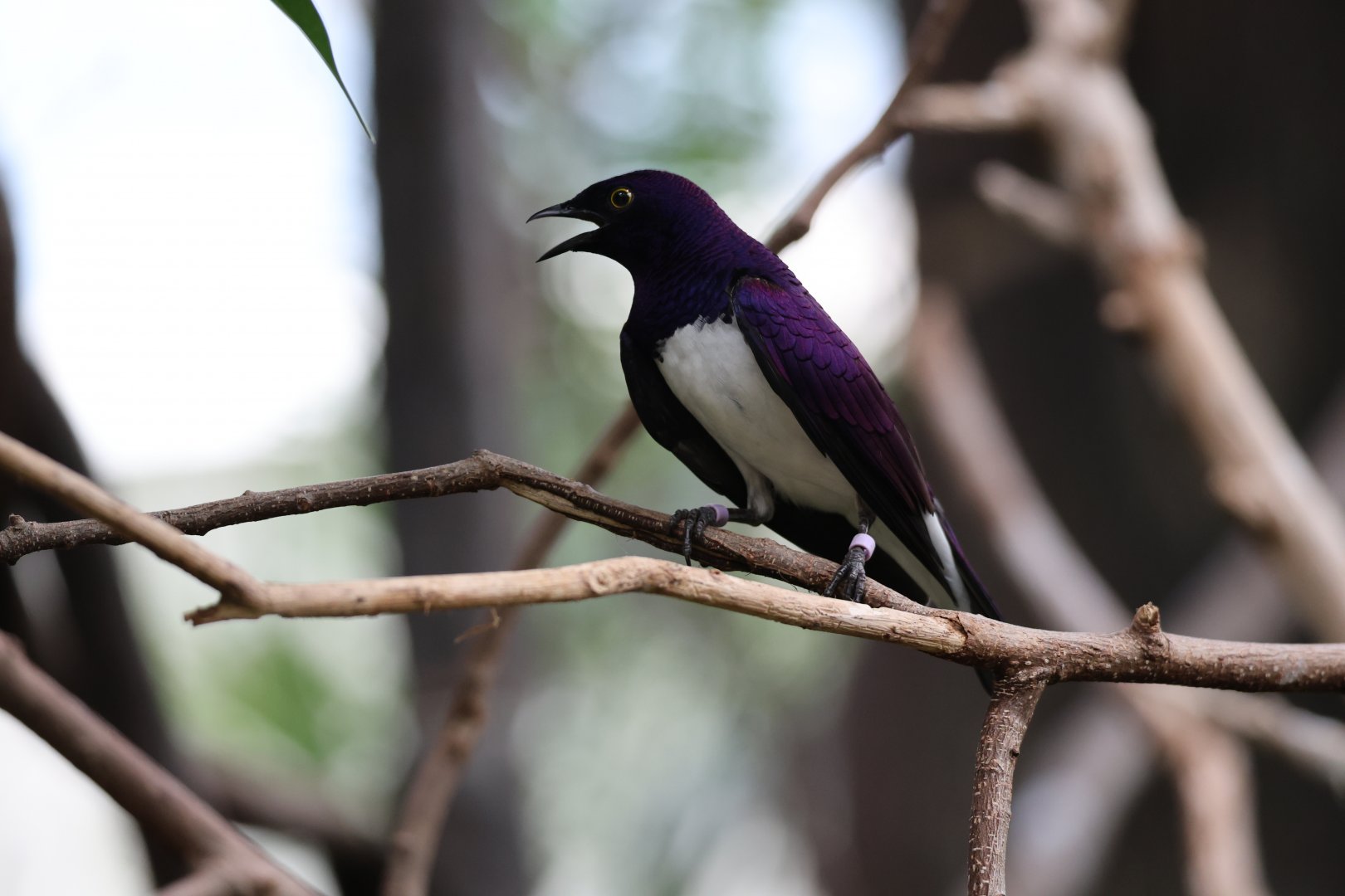 Violet-backed starling (Cinnyricinclus leucogaster)