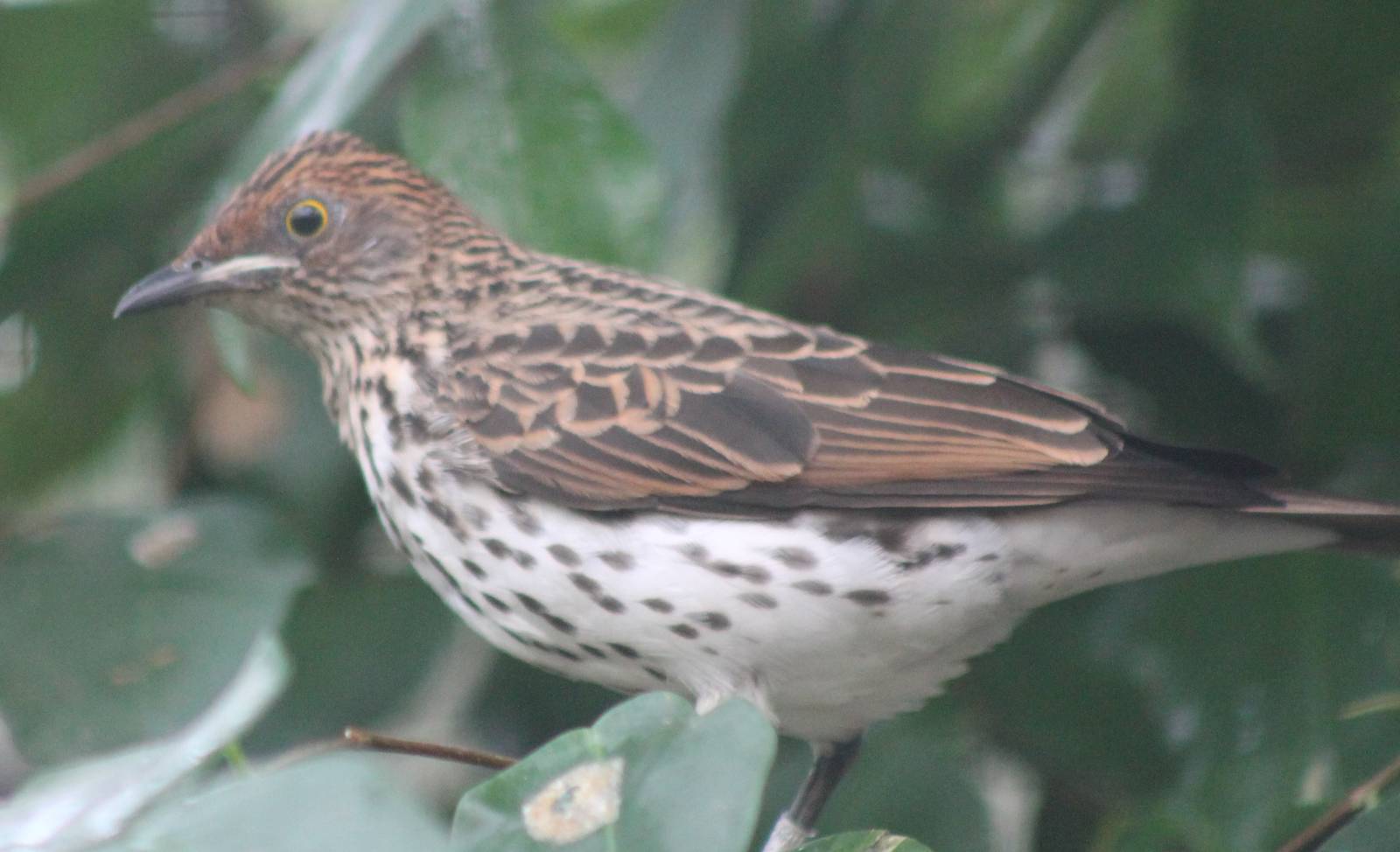 Violet-backed starling female