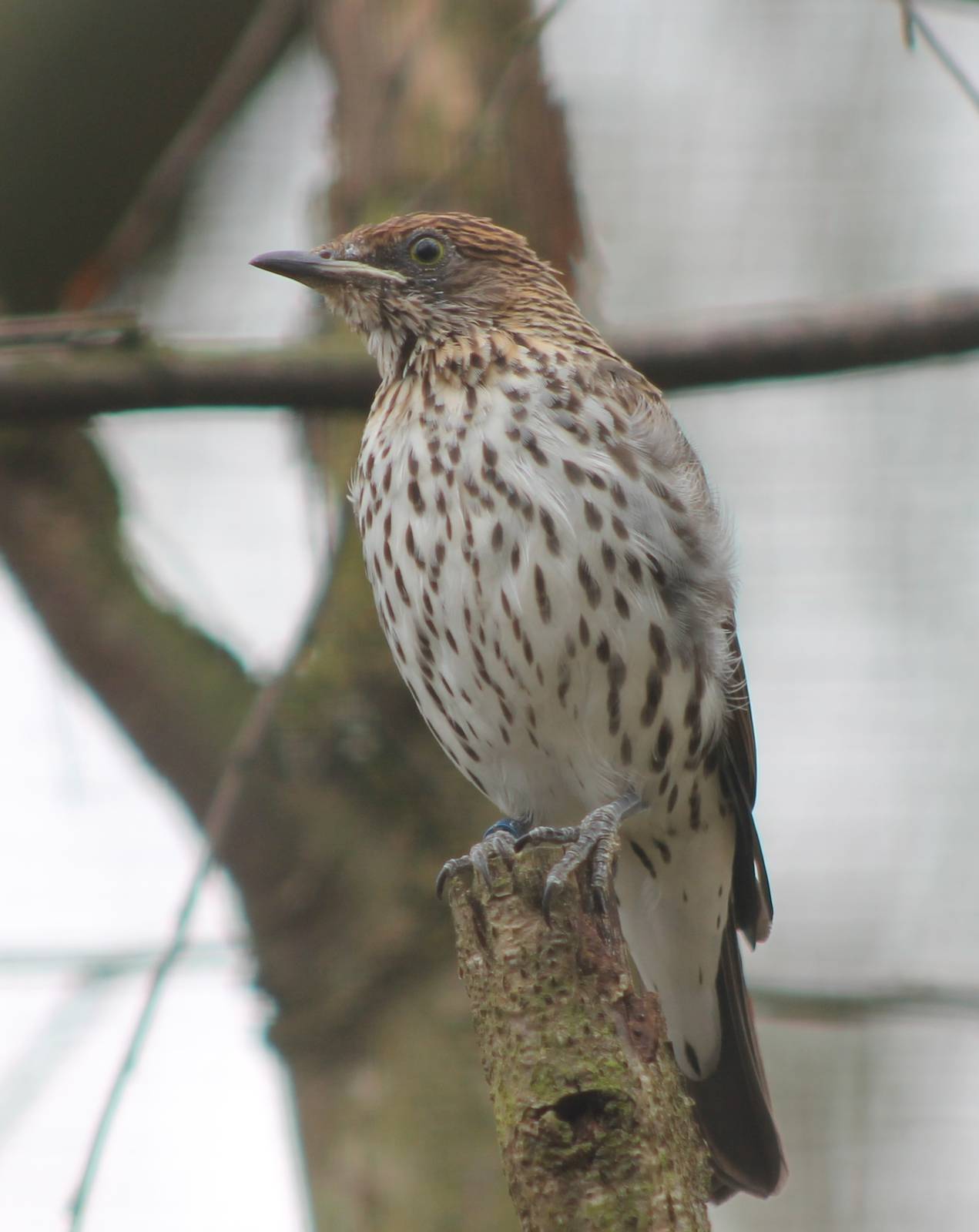Violet-backed starling female