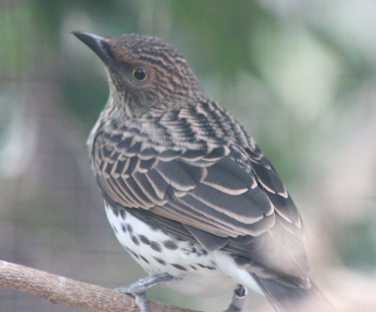 Violet-backed starling Female