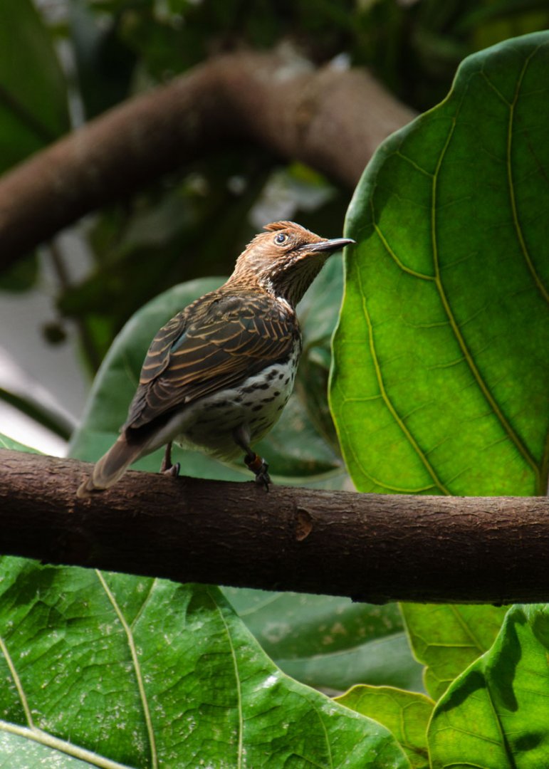 Violet-backed Starling female